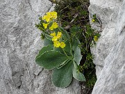 30 Primula orecchia d'orso (Primula auricula) sulle rocce del Canalino dei sassi